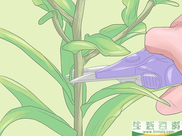怎么培育百合花