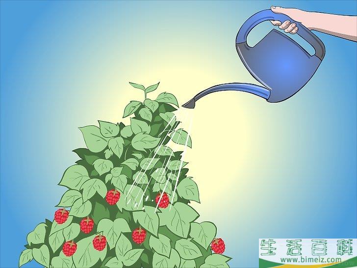 怎么种植树莓