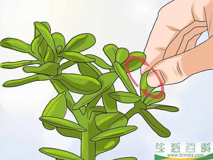 怎么用叶插法培育多肉植物