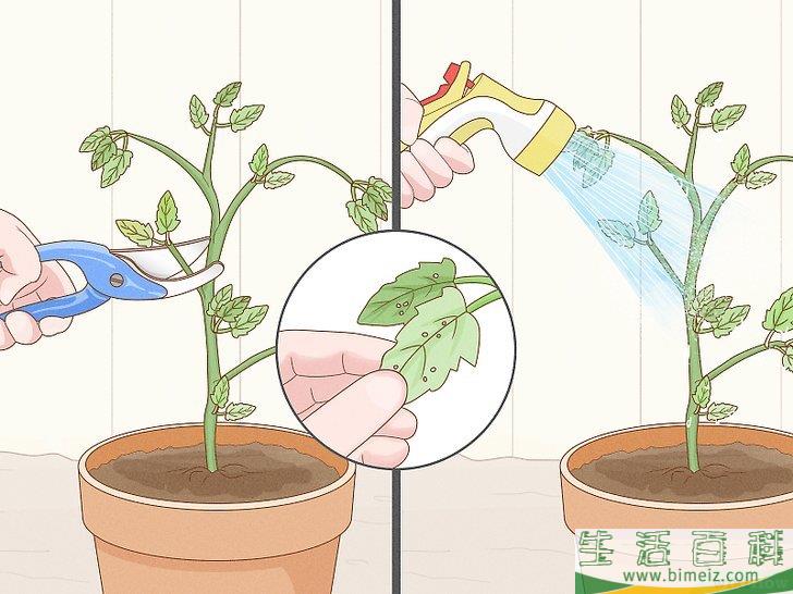 怎么通过自然的方法消灭红蜘蛛