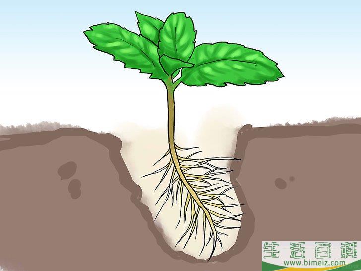 怎么在花盆里种植薄荷