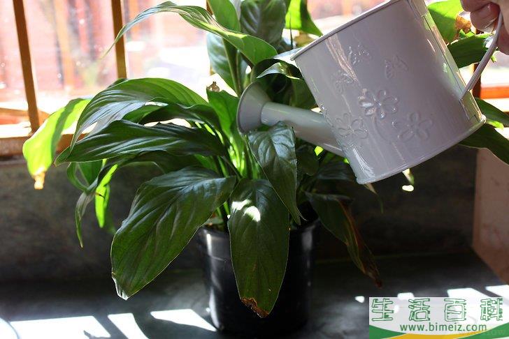 怎么护理室内植物