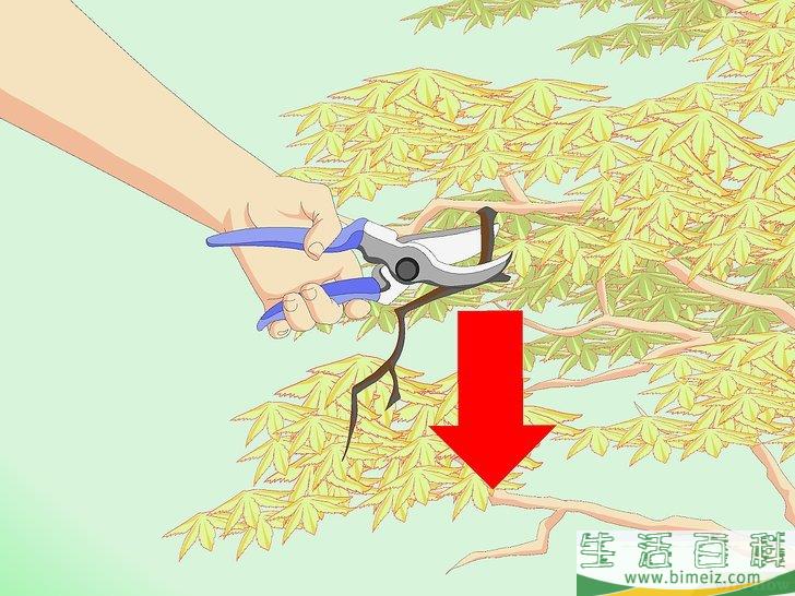 怎么修剪日本枫树