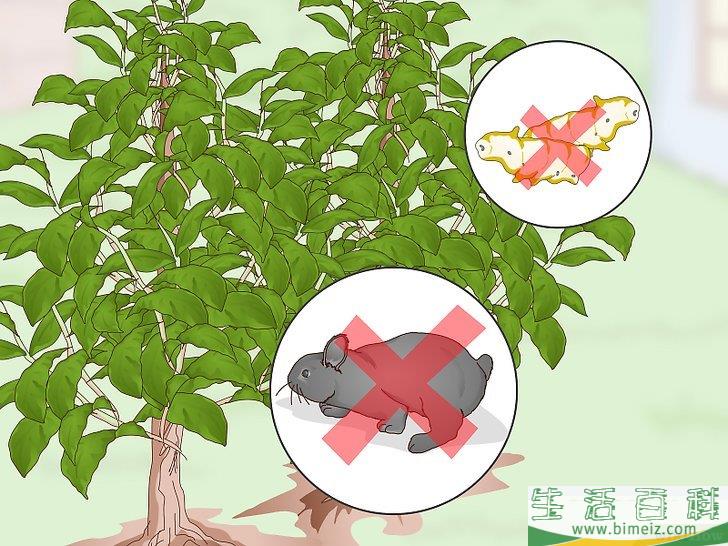 怎么用大蒜制作花园喷剂
