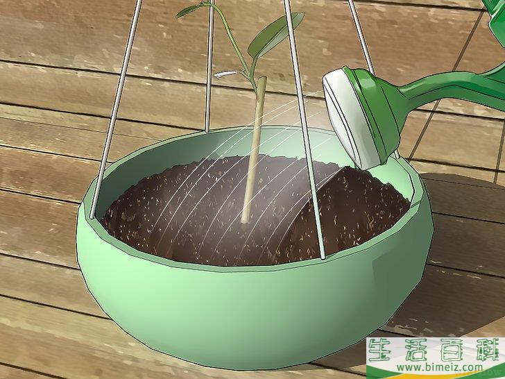 怎么扦插茉莉花