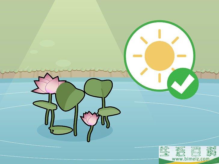 怎么种植莲花