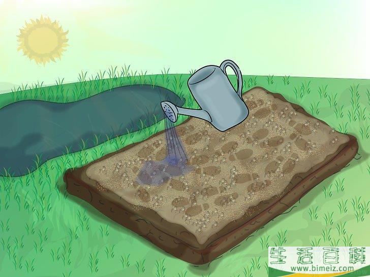 怎么种植野花