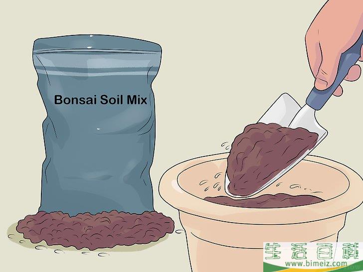 怎么照料招财树