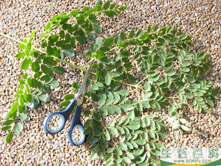 怎么种植辣木树