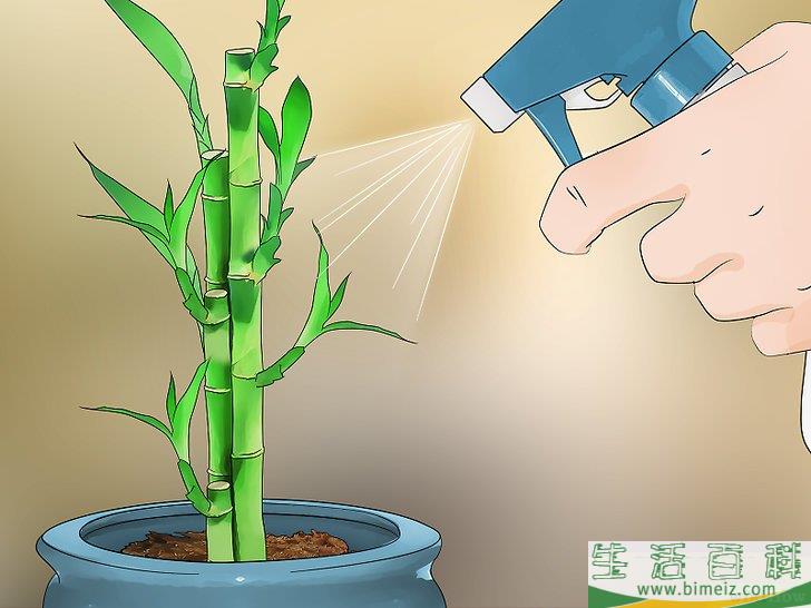 怎么在室内栽培竹子
