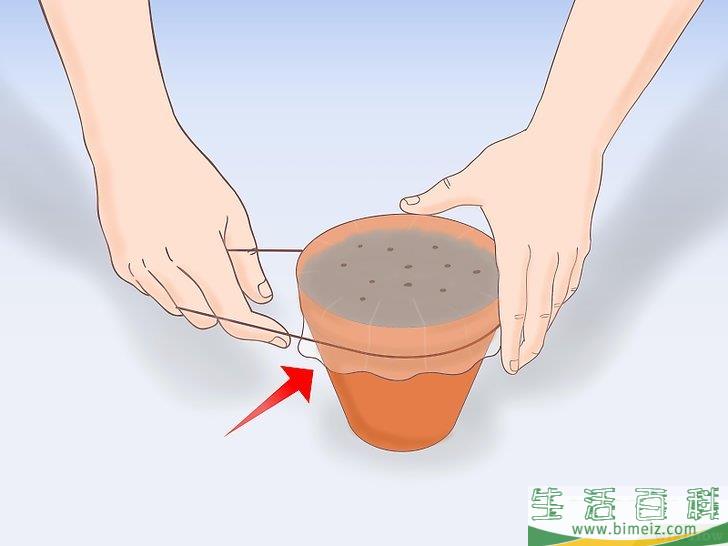 怎么从种子开始种植柠檬