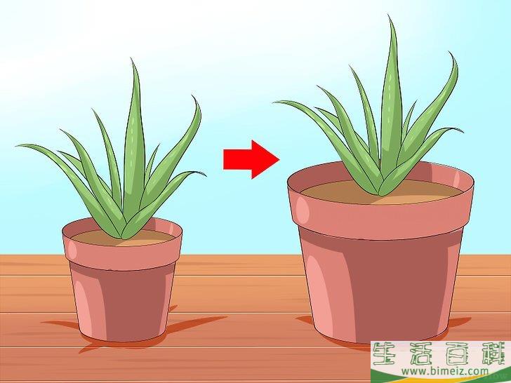 怎么培育芦荟