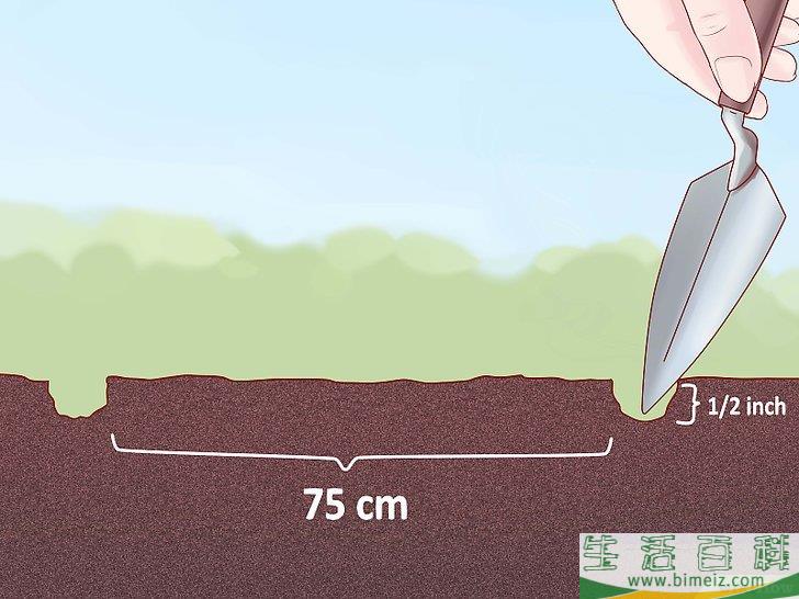 怎么种植西葫芦