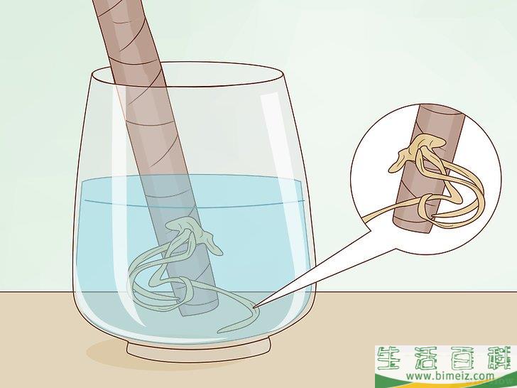 怎么养护马达加斯加龙血树