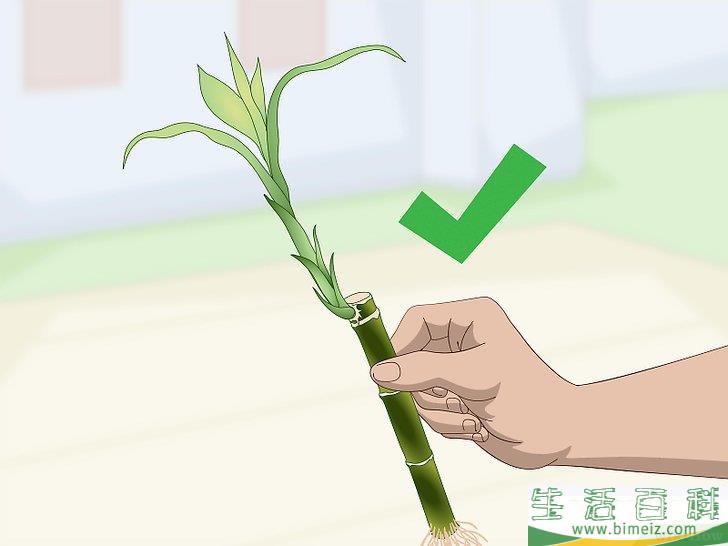 怎么繁殖富贵竹