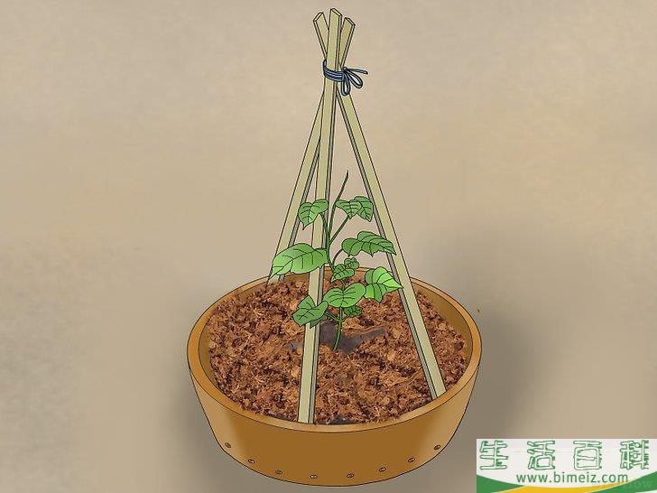 怎么盆栽黄瓜