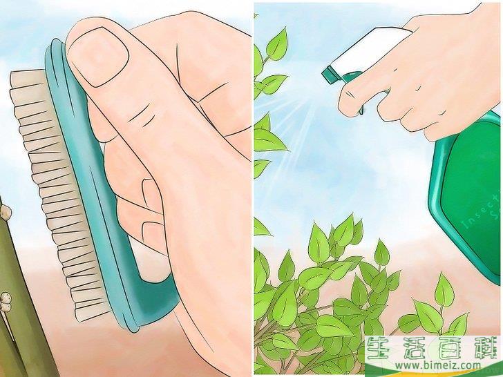 怎么消灭介壳虫