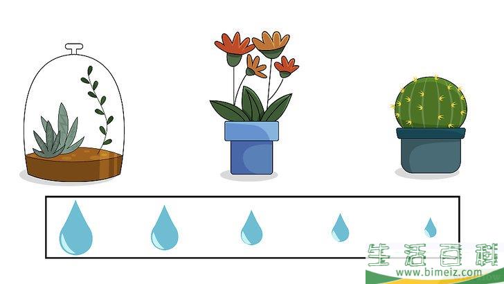 怎么种植室内盆栽