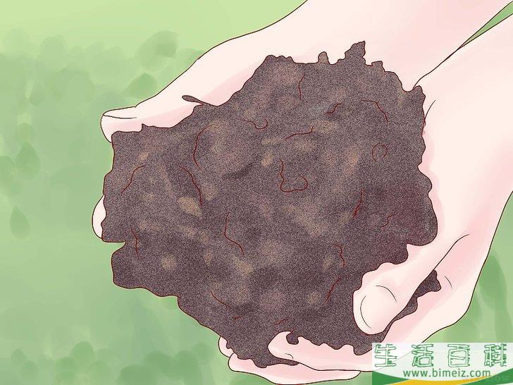 怎么种植西葫芦