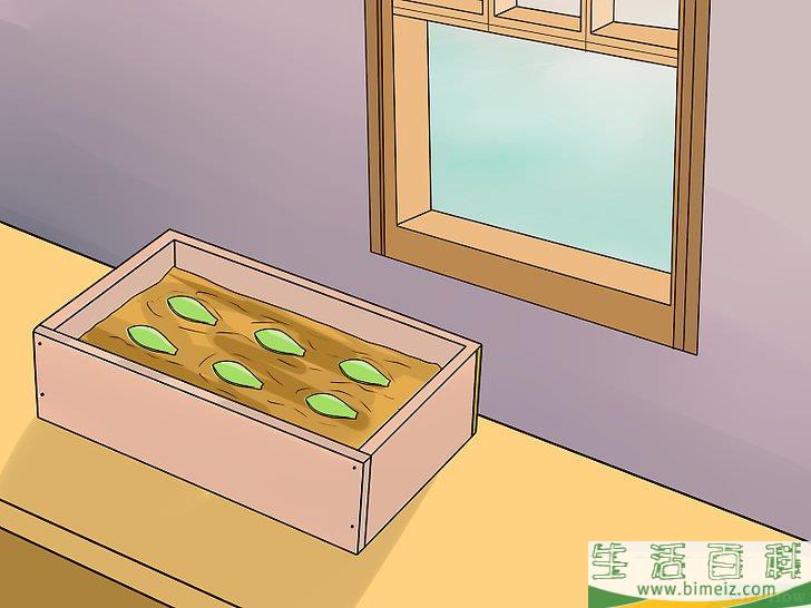 怎么用叶插法培育多肉植物