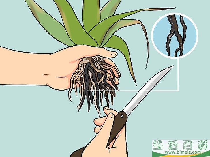 怎么让芦荟起死回生