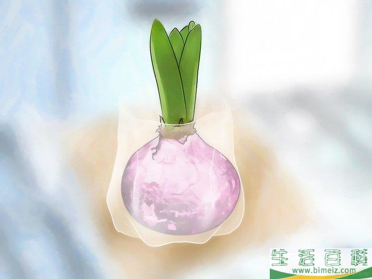 怎么水培风信子