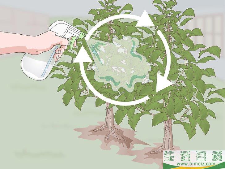 怎么用大蒜制作花园喷剂