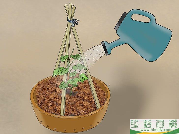 怎么盆栽黄瓜