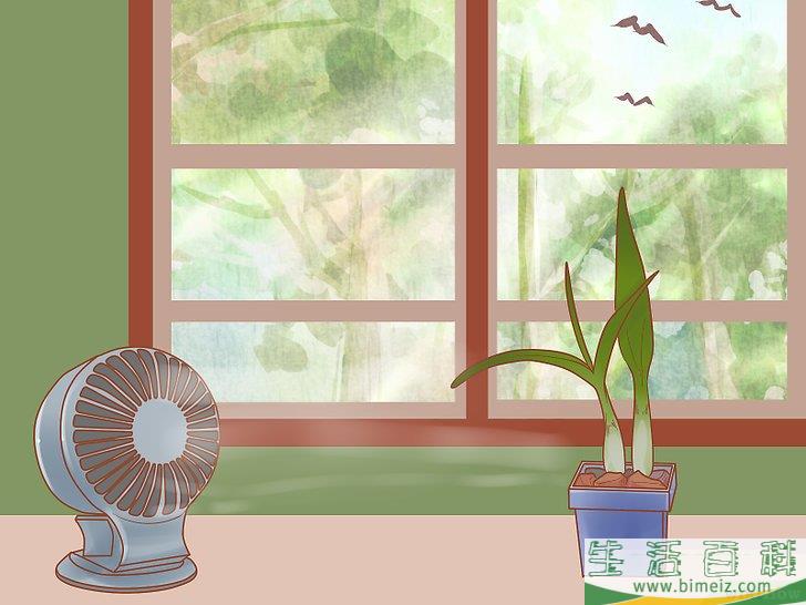怎么照料石斛兰