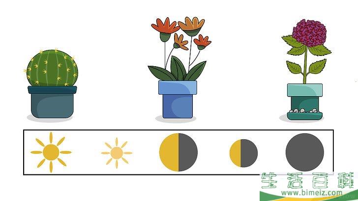怎么种植室内盆栽