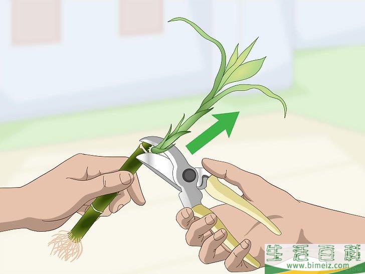 怎么繁殖富贵竹