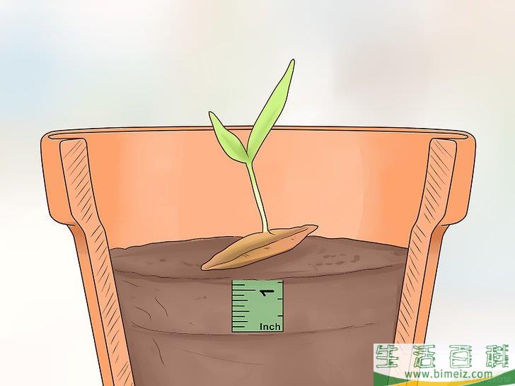 怎么从枣核开始培植椰枣树