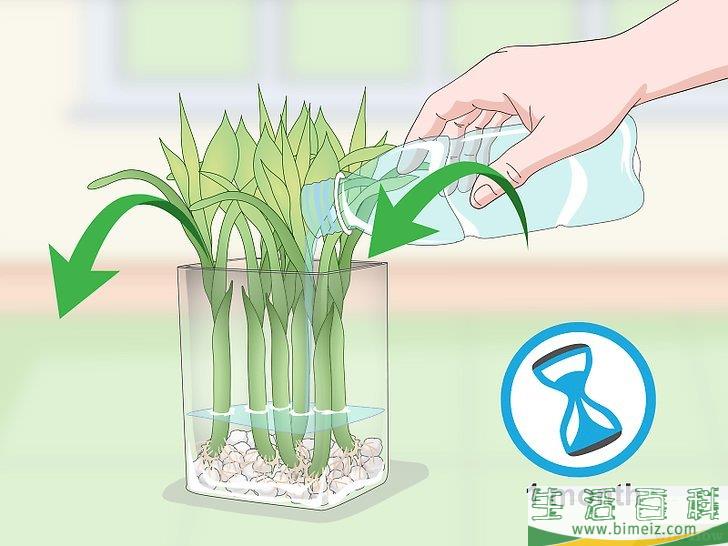 怎么繁殖富贵竹