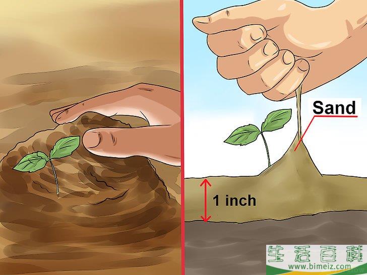 怎么播种苹果