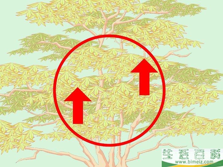 怎么修剪日本枫树
