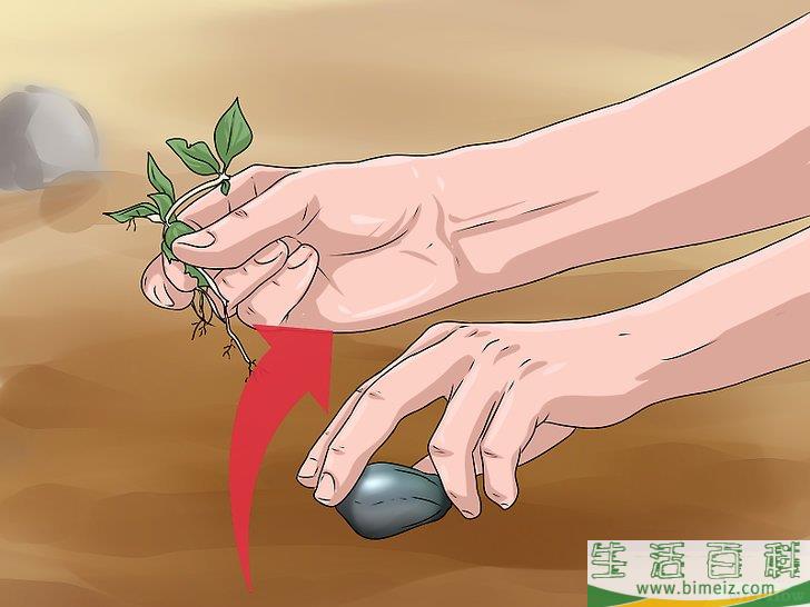 怎么播种苹果