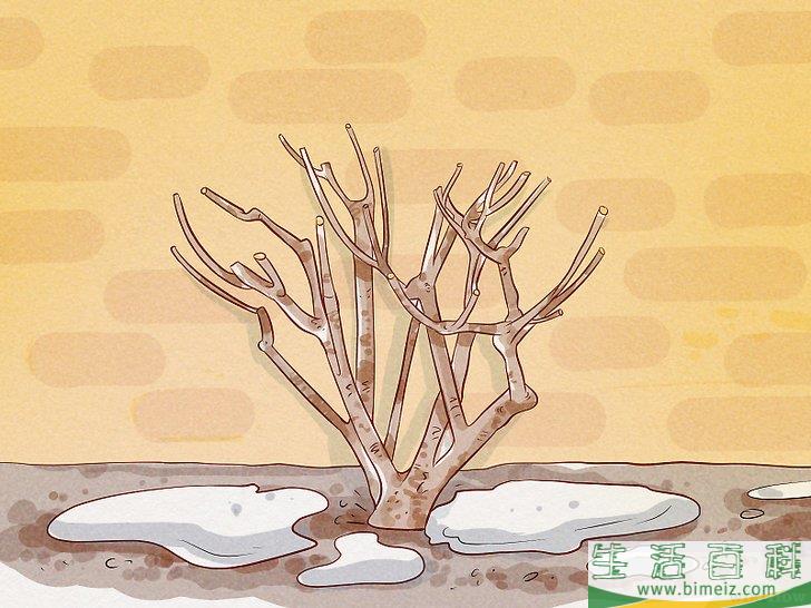 怎么给锦带花修枝