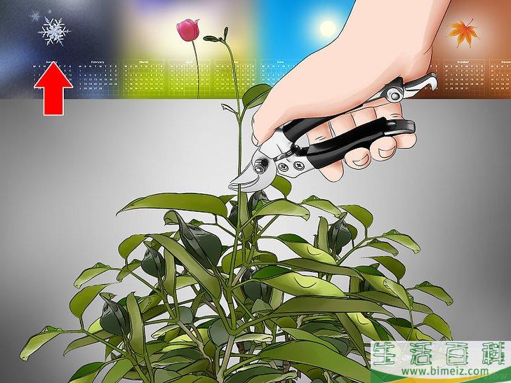 怎么扦插茉莉花