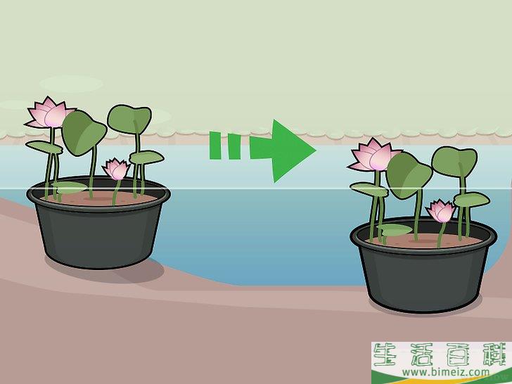 怎么种植莲花
