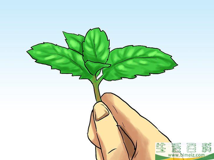 怎么在花盆里种植薄荷