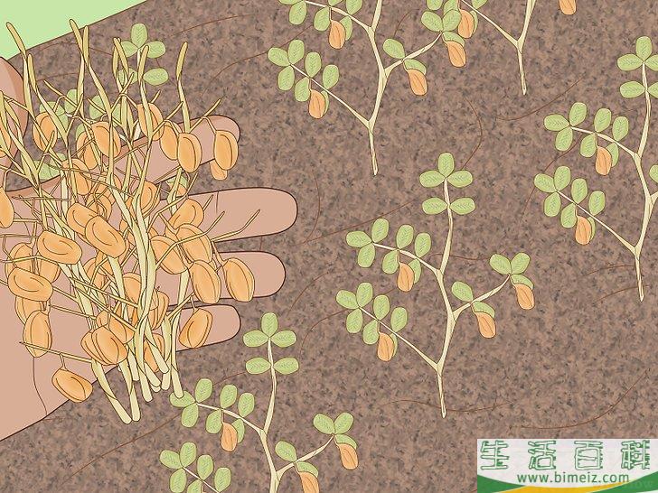 怎么种扁豆