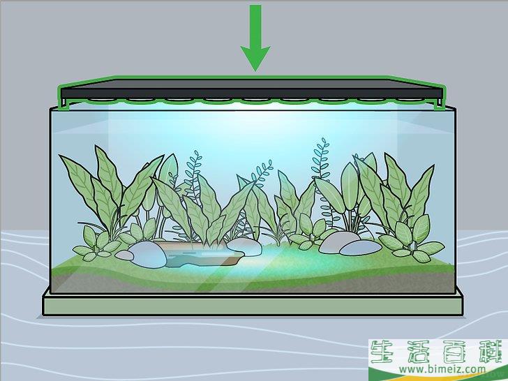 怎么种植淡水水族箱植物