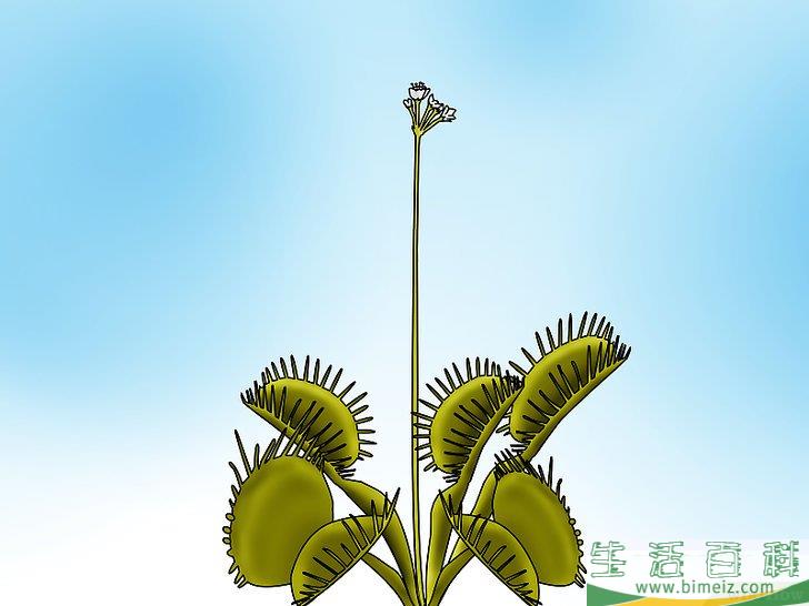怎么种植捕蝇草