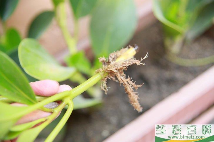 怎么挽救浇了太多水的植物