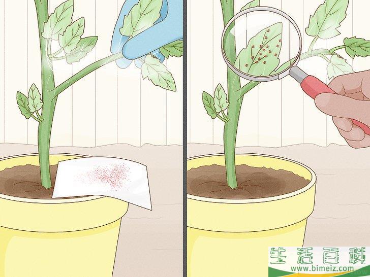 怎么通过自然的方法消灭红蜘蛛