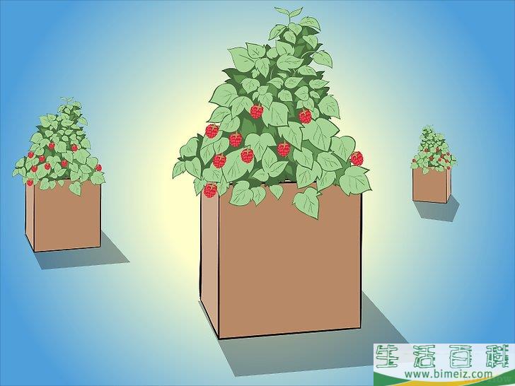 怎么种植树莓
