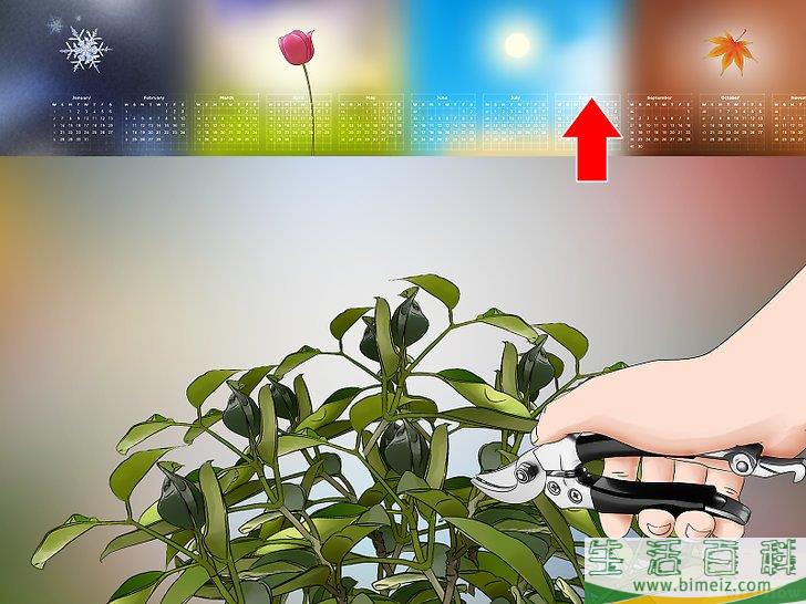 怎么扦插茉莉花