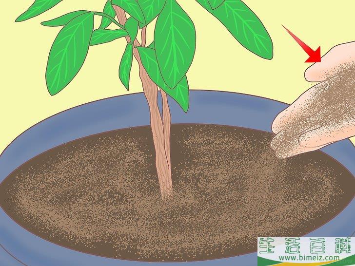 怎么从种子开始种植柠檬