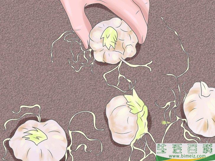 怎么培育百合花