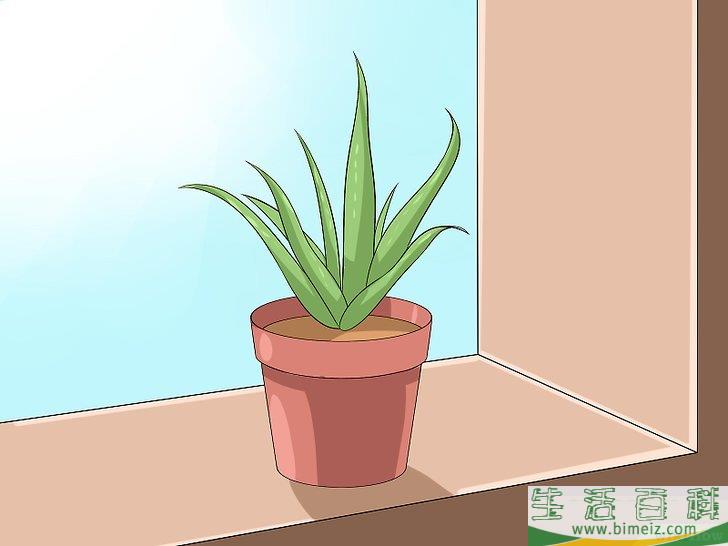 怎么培育芦荟